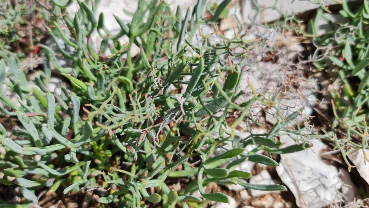סוטיבאן Guesthouse Lidija מראה חיצוני תמונה